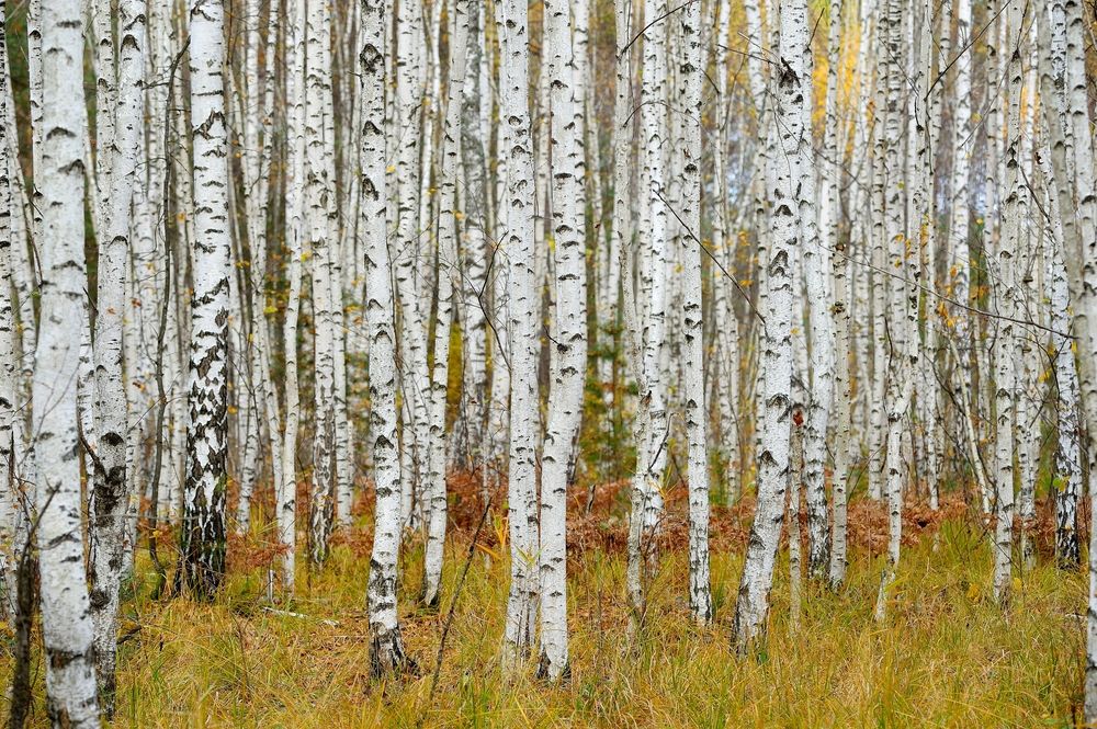 Photograph by Владимир Щеголев