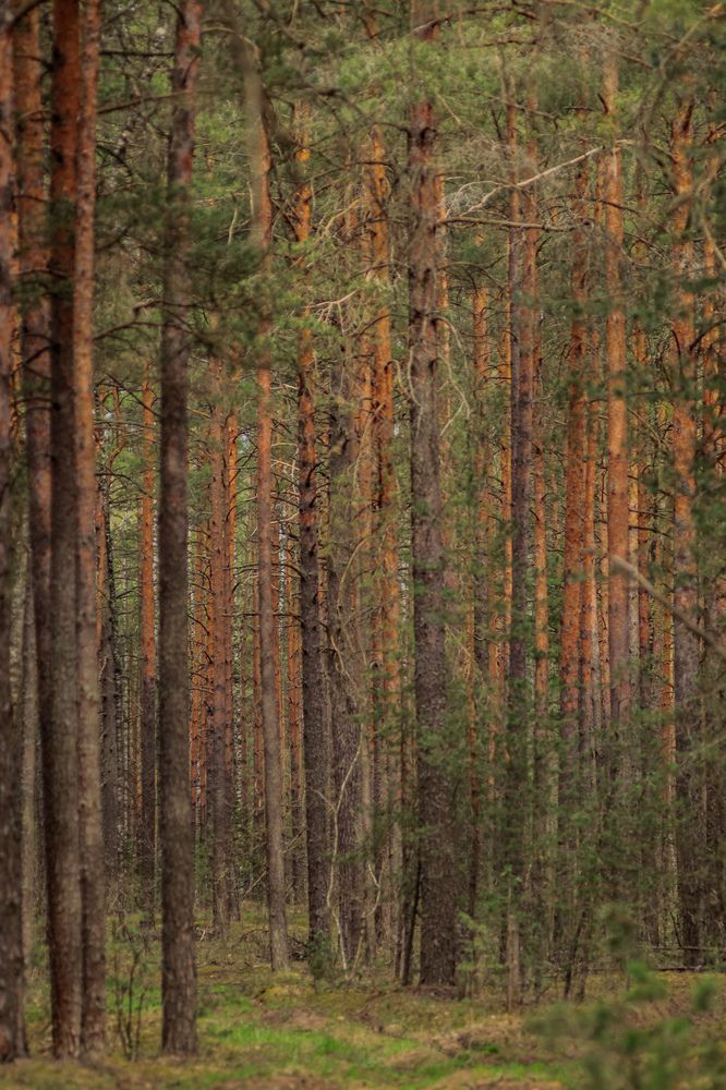 Photograph by Елена Квасова