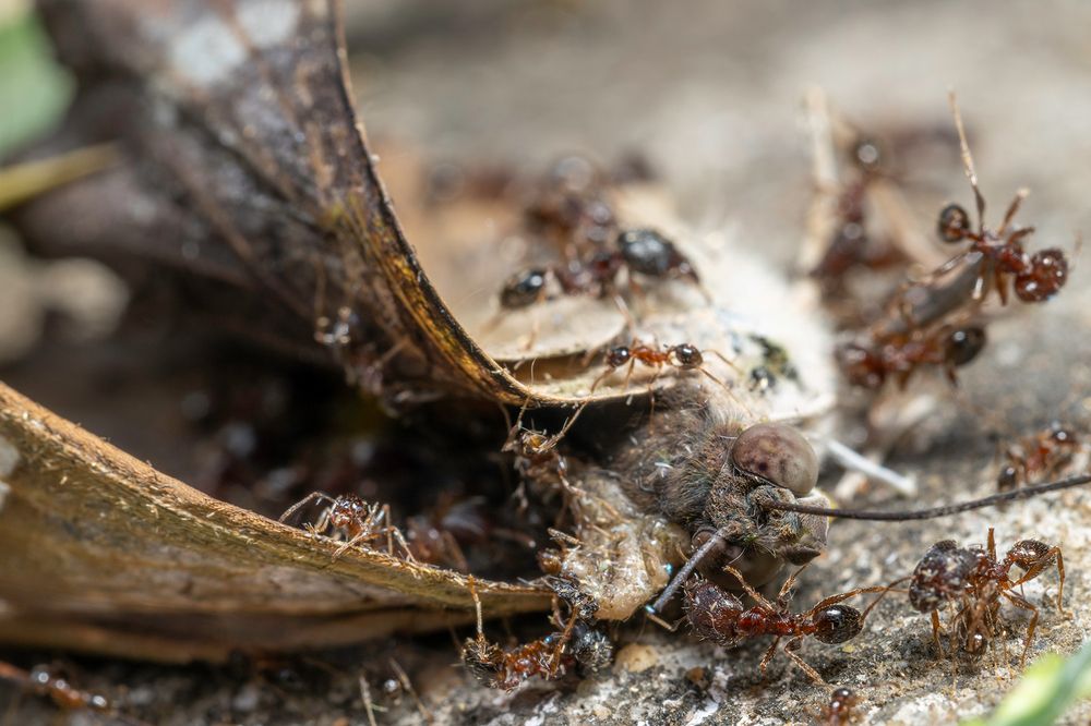 Photograph by Sumon Das