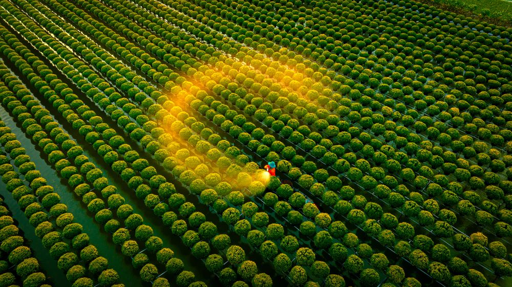 Watering For Tet's Flower