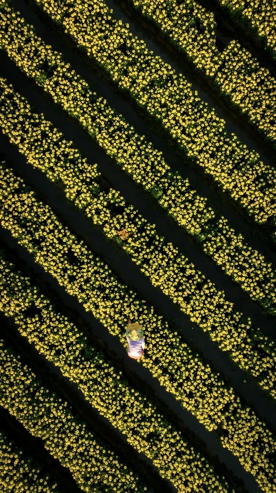 The Woman Taking Care Of Tet Flowers