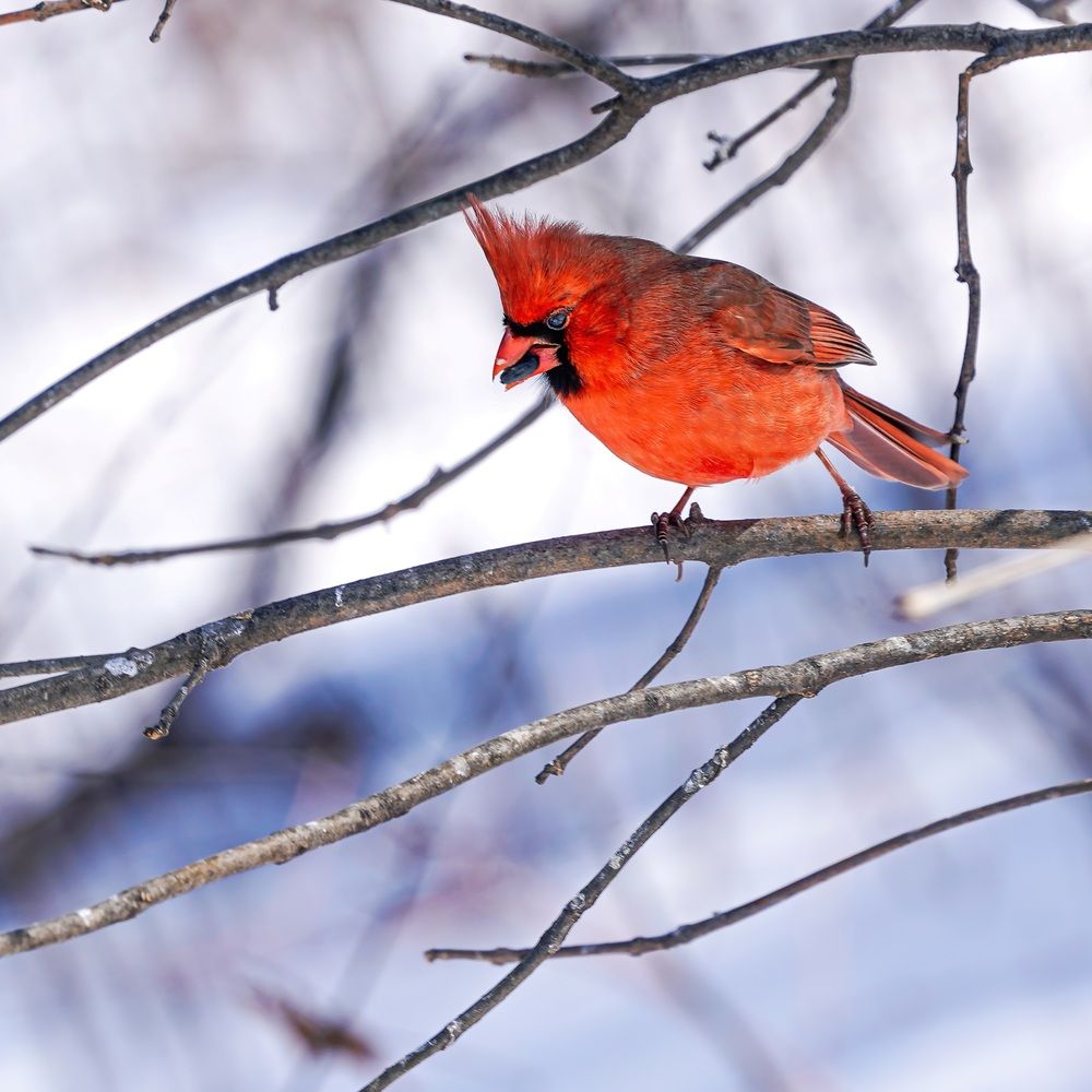 Angry Bird Northern Cardinal