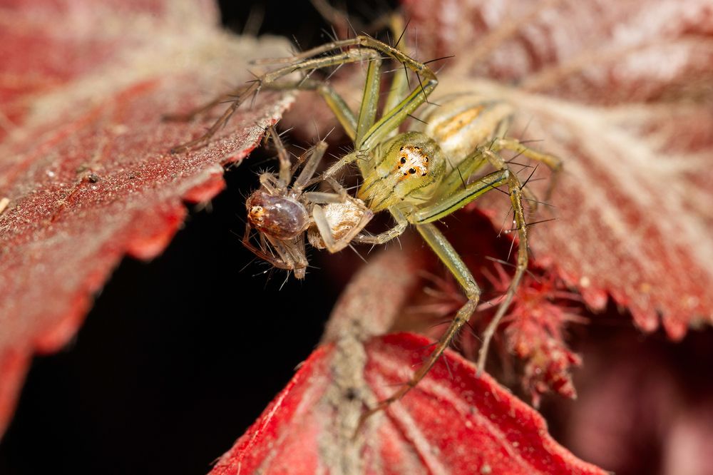 Photograph by Sumon Das