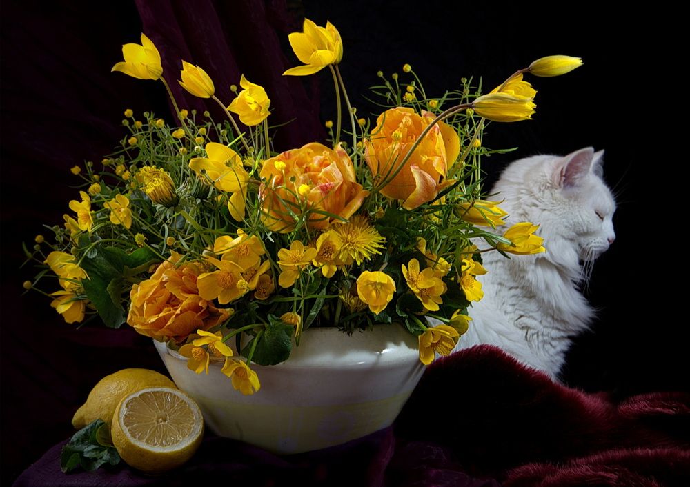 желтая весна с белым котом