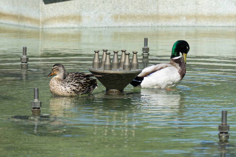 Фотография автора Сопильняк Дмитрий