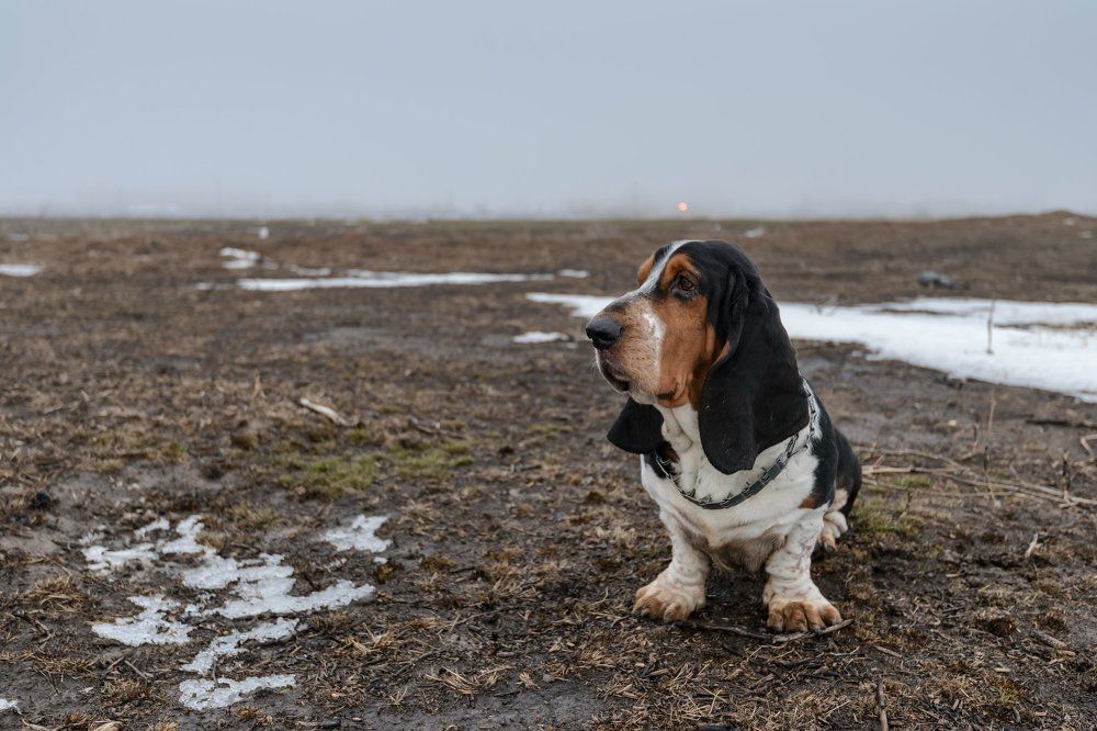 Преданность