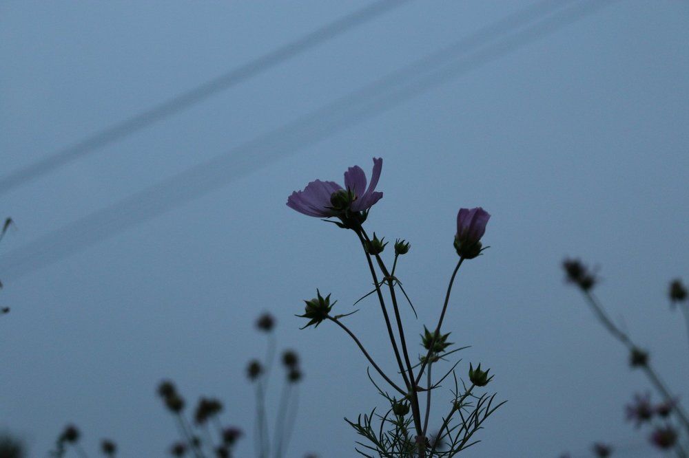 Вечерние цветы