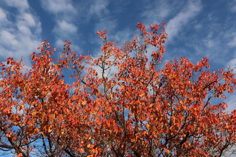 Красно-синее