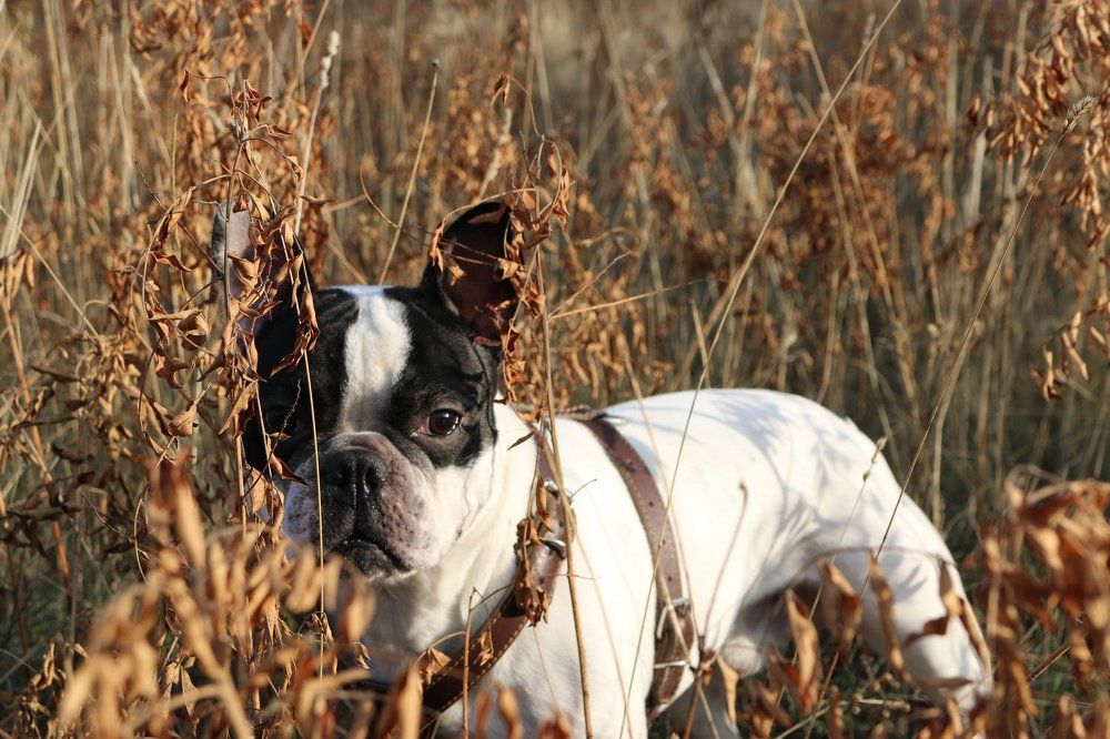 "Дикий зверь"