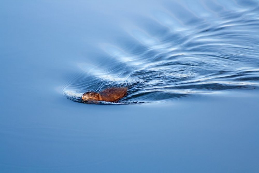 Ондатра енисейская