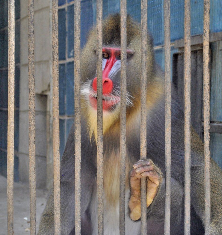 monkey behind bars