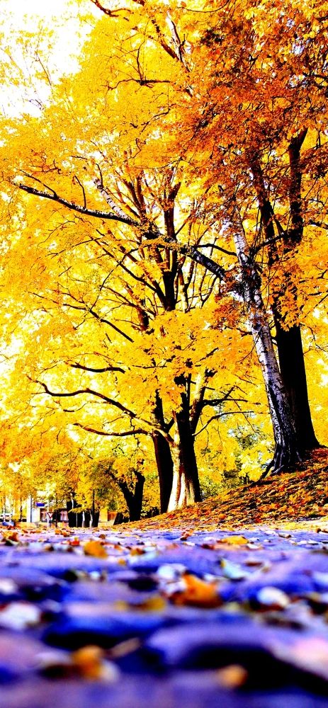 Золотая осень.