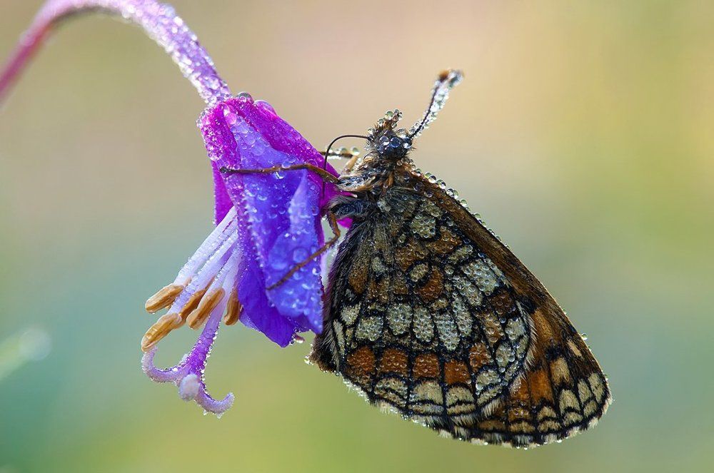 Попивая утренний нектар