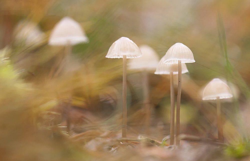 Чарующий ноябрь