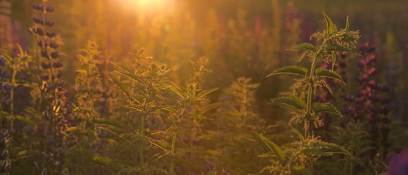 Евгений, Russia