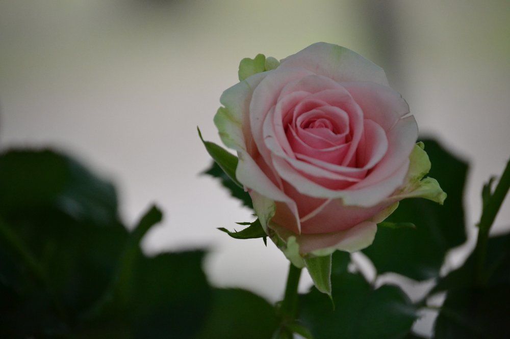 Photograph by Алексей