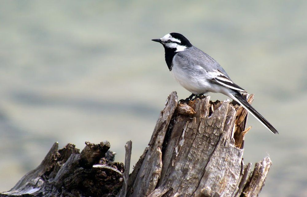 Трясогузка