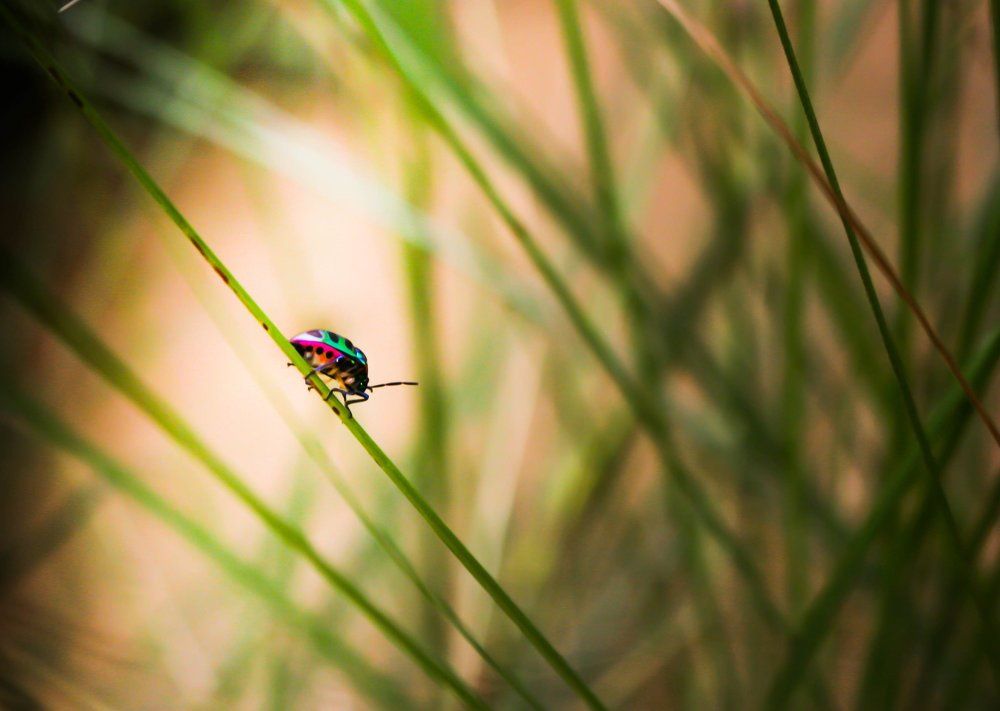 Jewel Bug