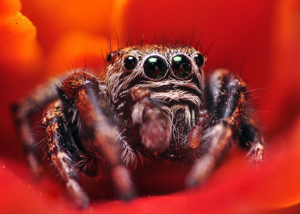 Паук-скакун