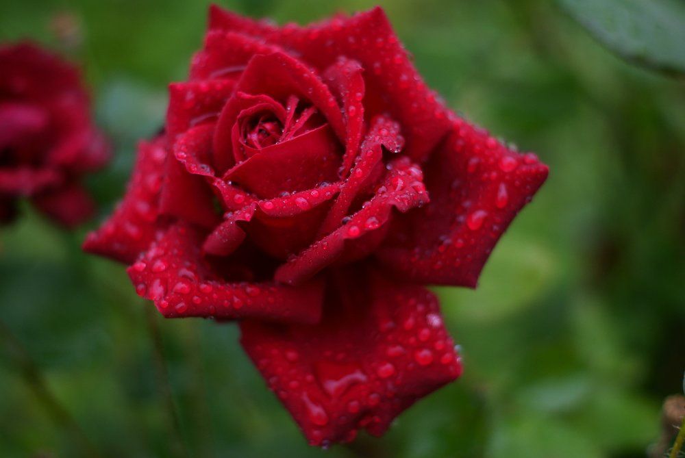 После дождя