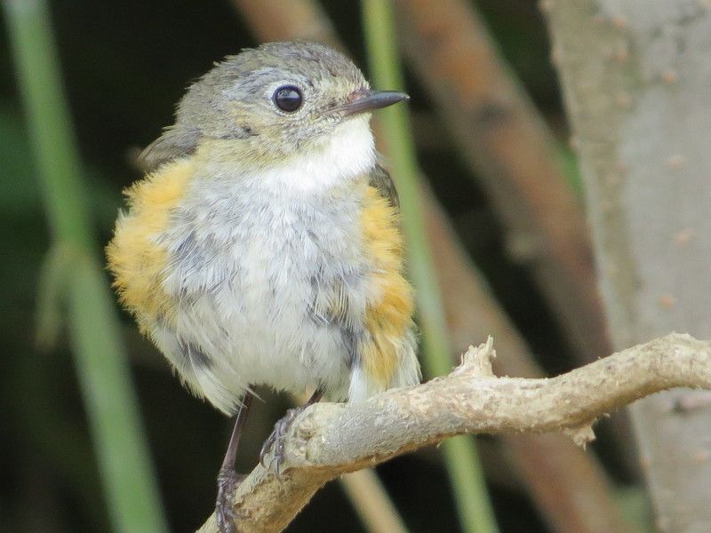 Курильский бегемотик, Russia
