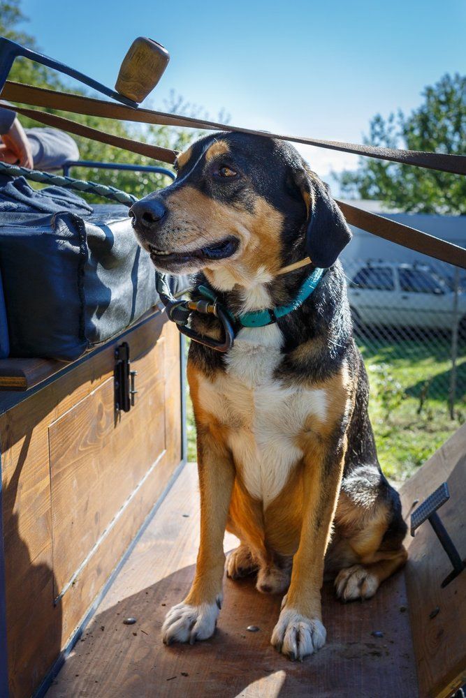 Верный друг