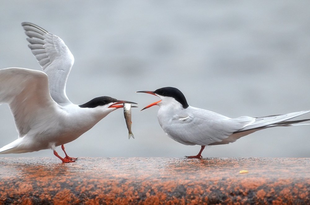 Photograph by Сильвана Спиридонова
