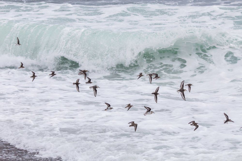 Пролетая над волнами