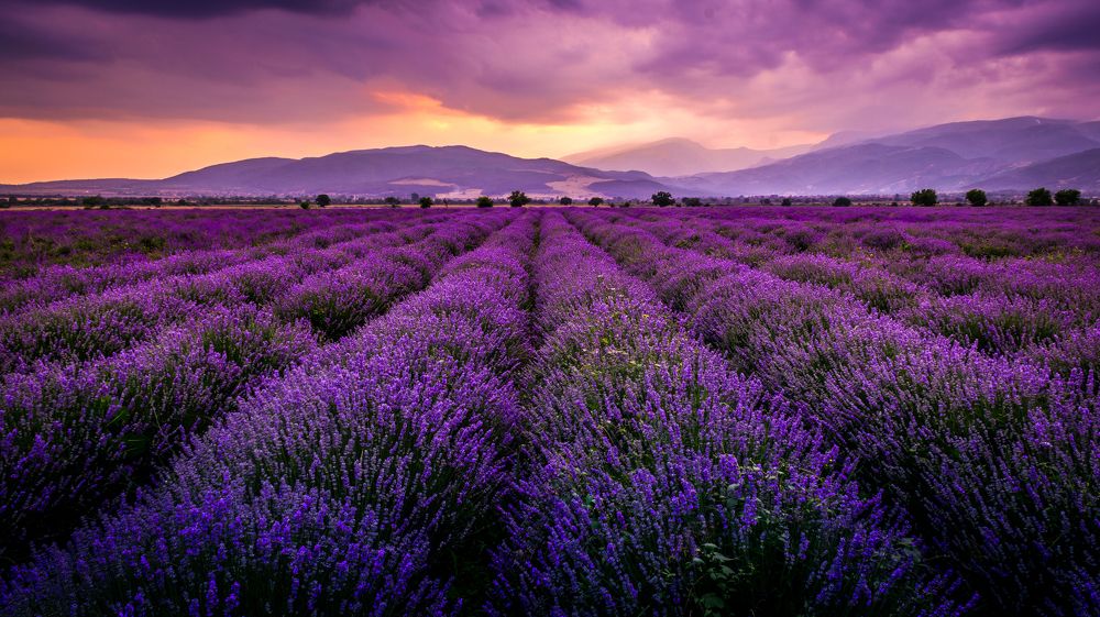 Lavender