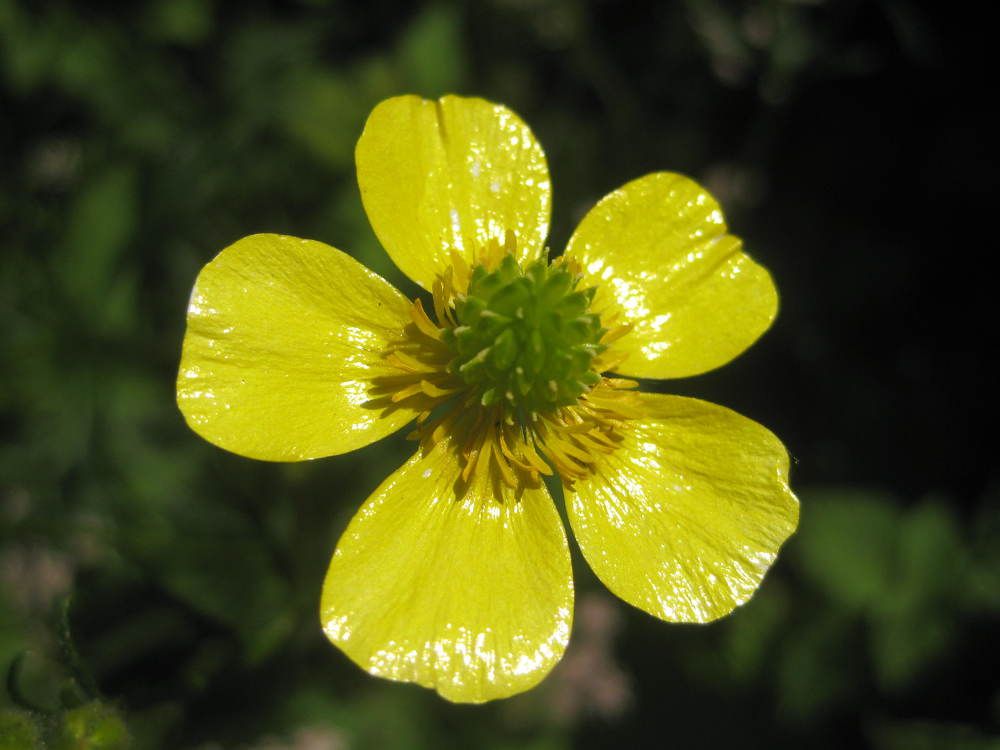 Маленькое солнышко