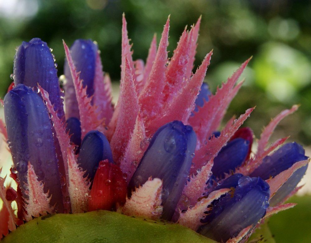 flor de bromelia