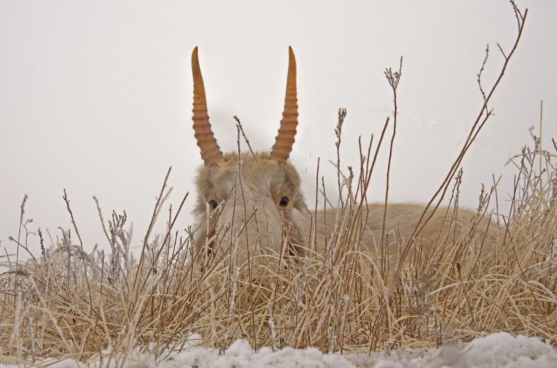 Михаил, Russia