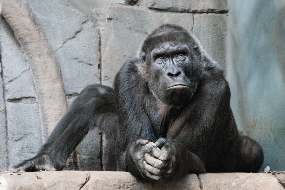 Бывает, разговариваешь с человеком, а у него такой взгляд: свет горит, а дома никого нет …)))