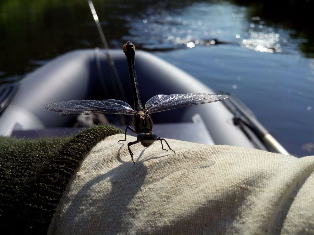 мимолетное прикосновение