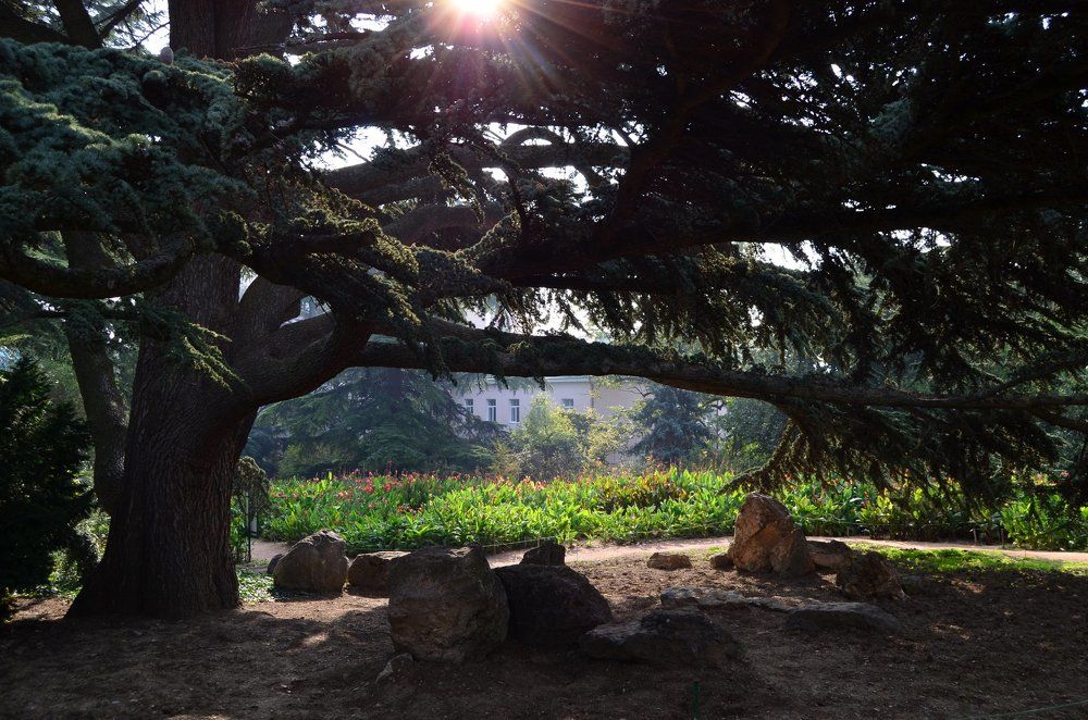 В Никитском саду