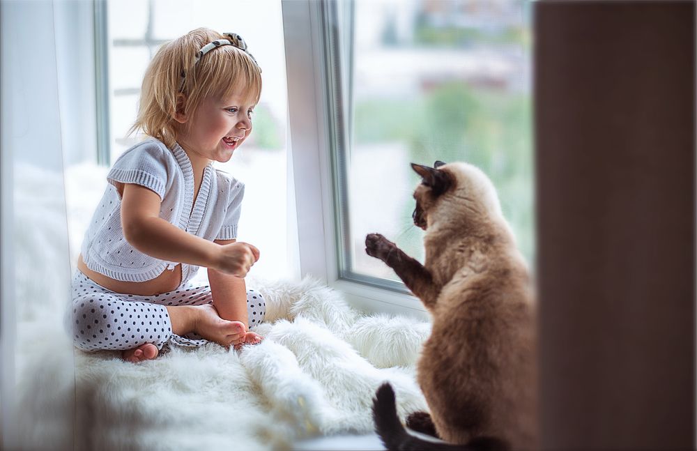 кот и горошек