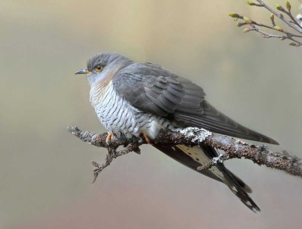 Common Cuckoo at Hattfjelldal, Norway, June 2015
