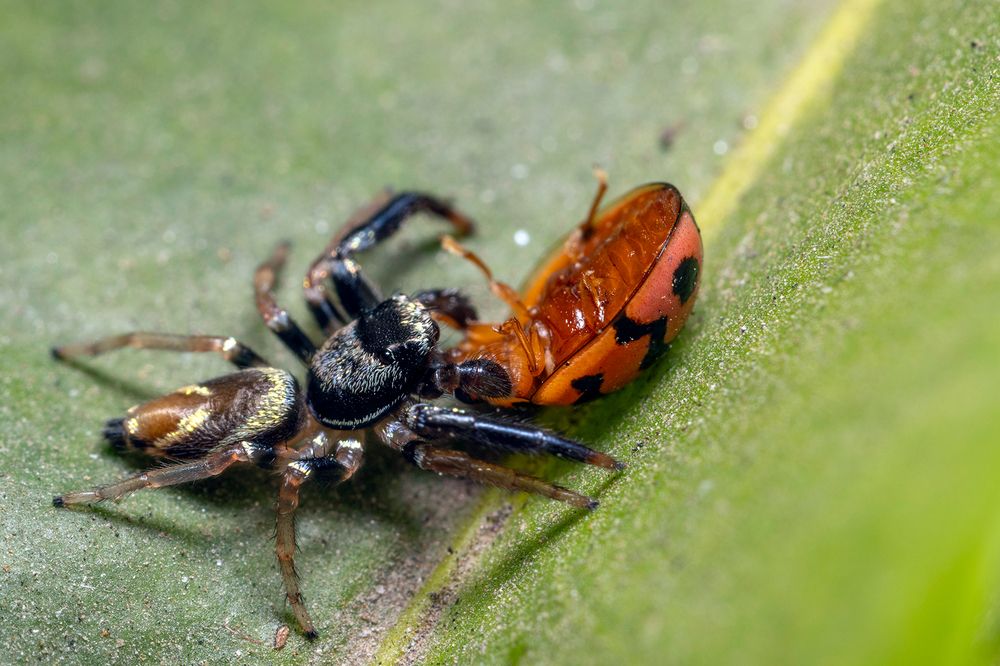 Photograph by Sumon Das