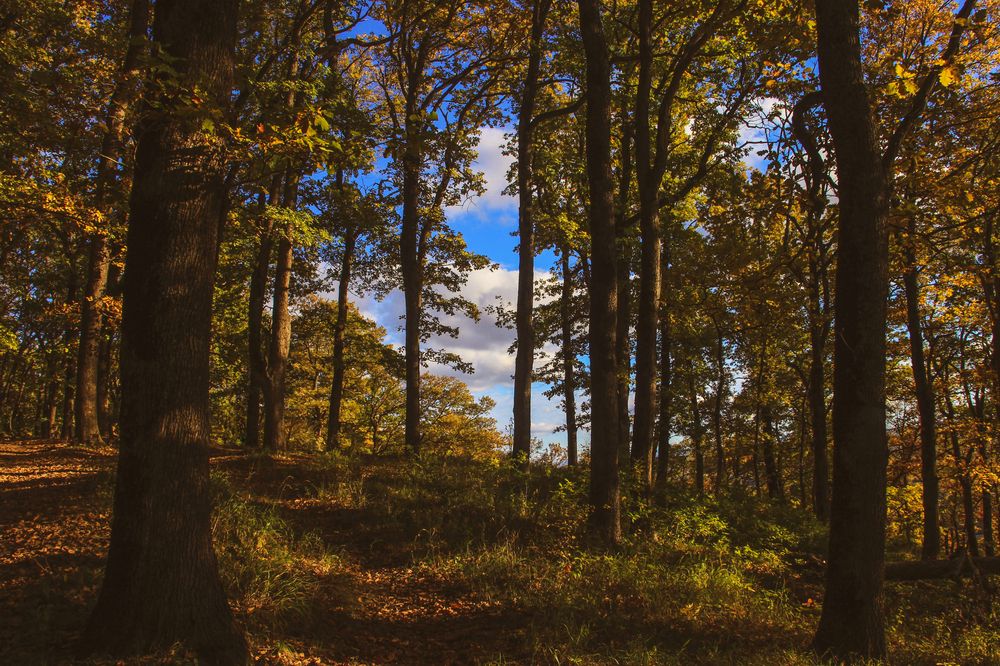 Фотография автора Татьяна Сергиенко