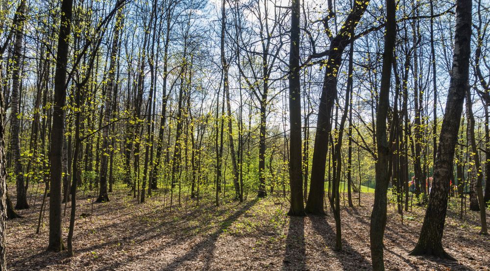 Фотография автора Николай Алмаев