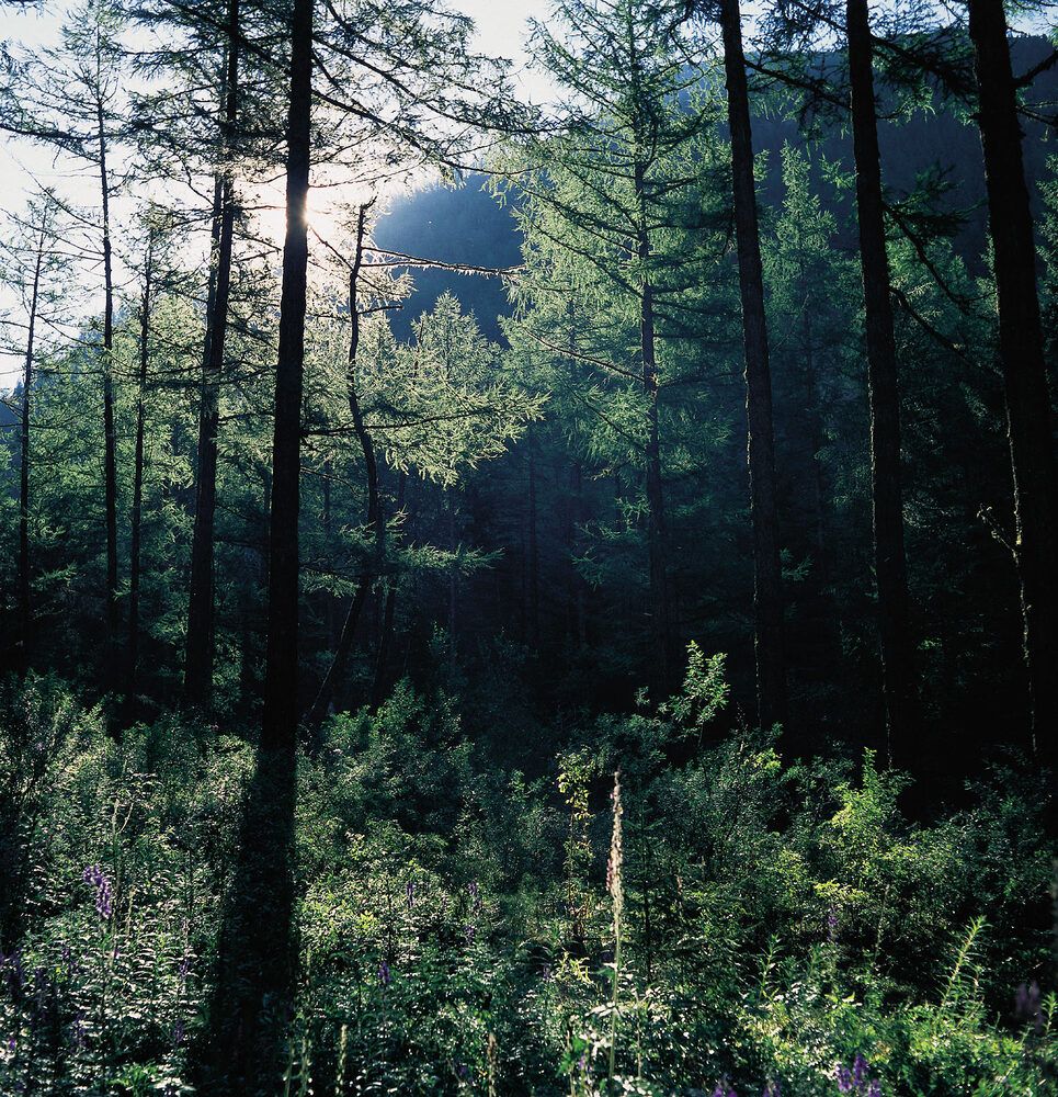 Photograph by Дмитрий Ткаченко