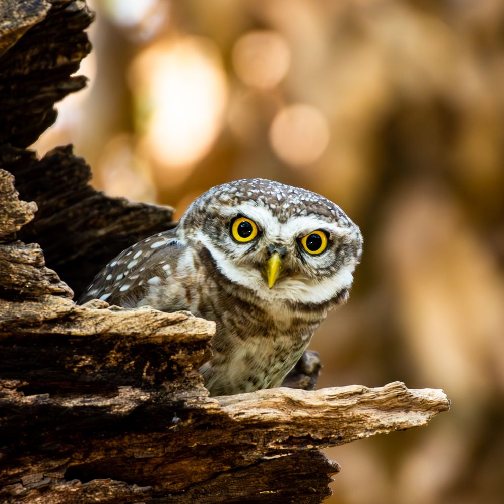 Photograph by Soumya Chandan Panda