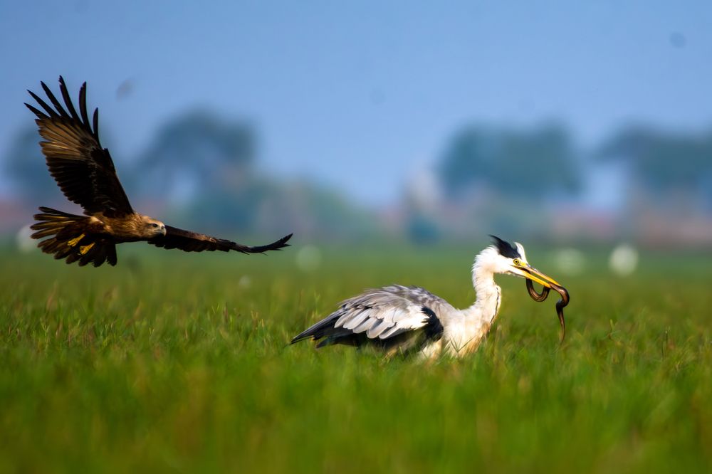 Photograph by Soumya Chandan Panda