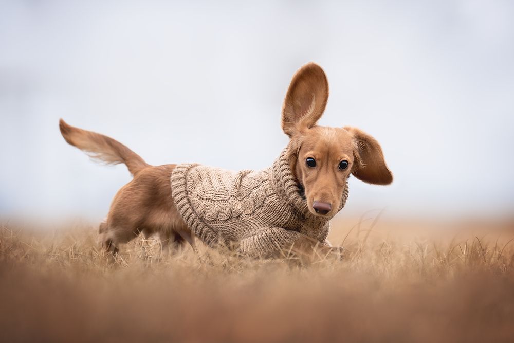 Фотография автора Anna Darahan