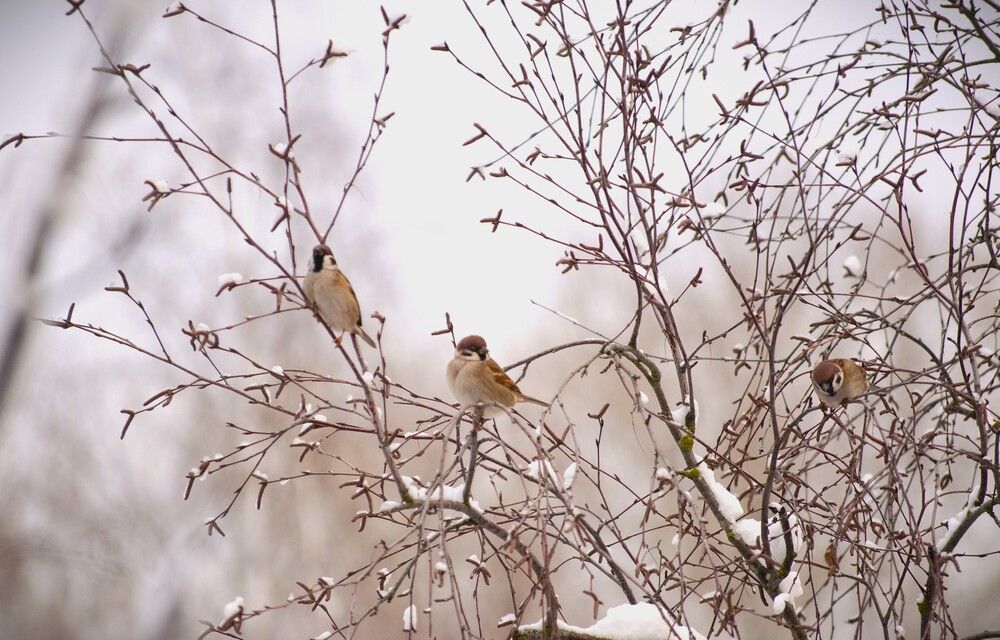 Photograph by Людмила Ваганова