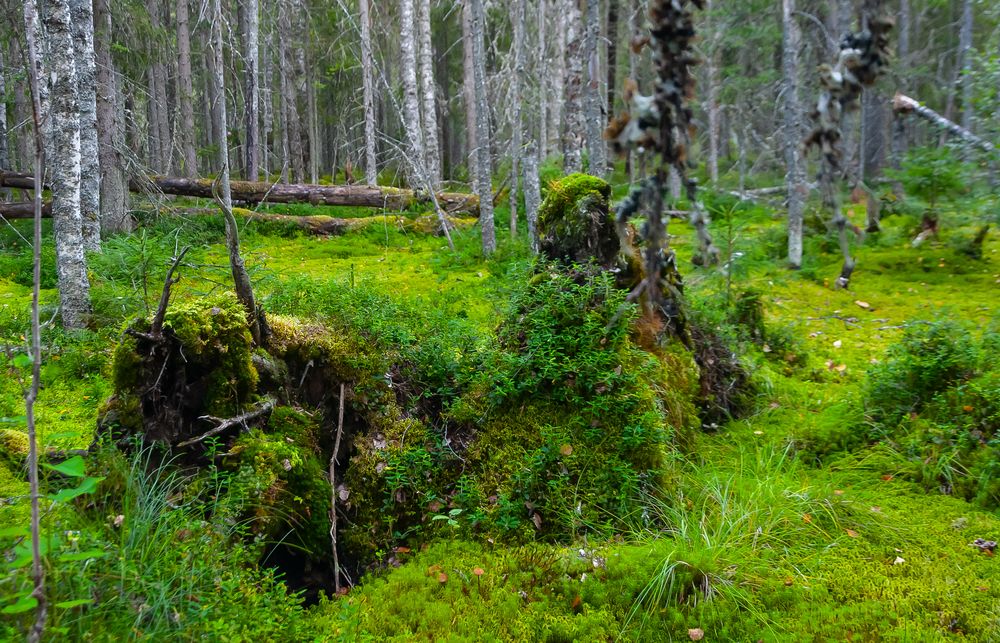 Фотография автора Олег Анатольевич Загорулько