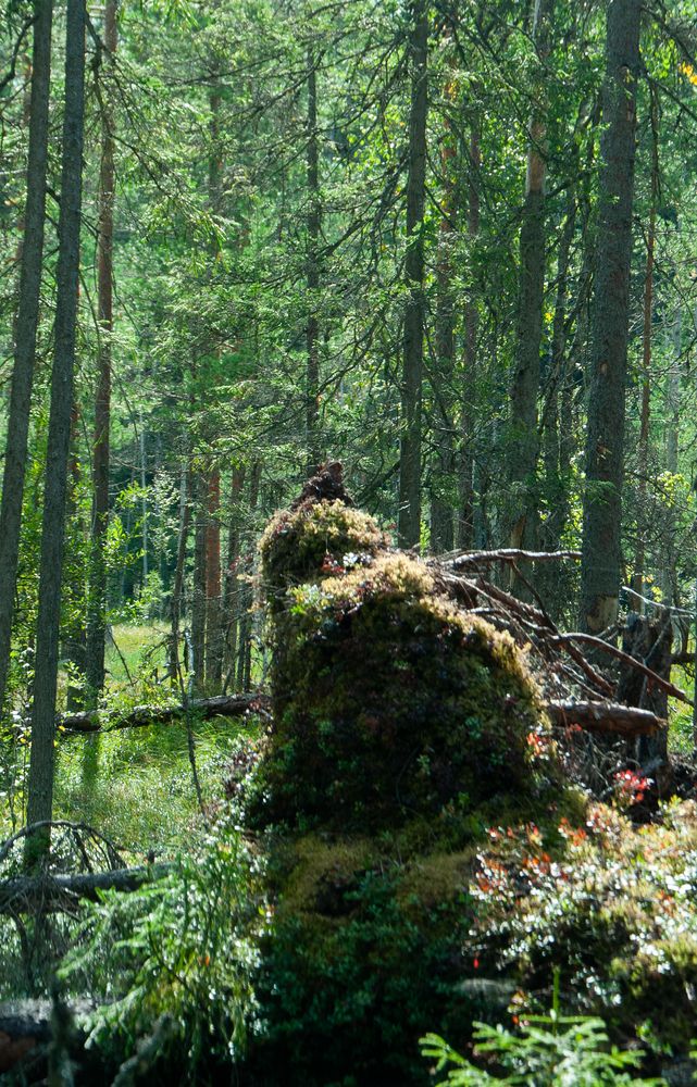 Фотография автора Олег Анатольевич Загорулько