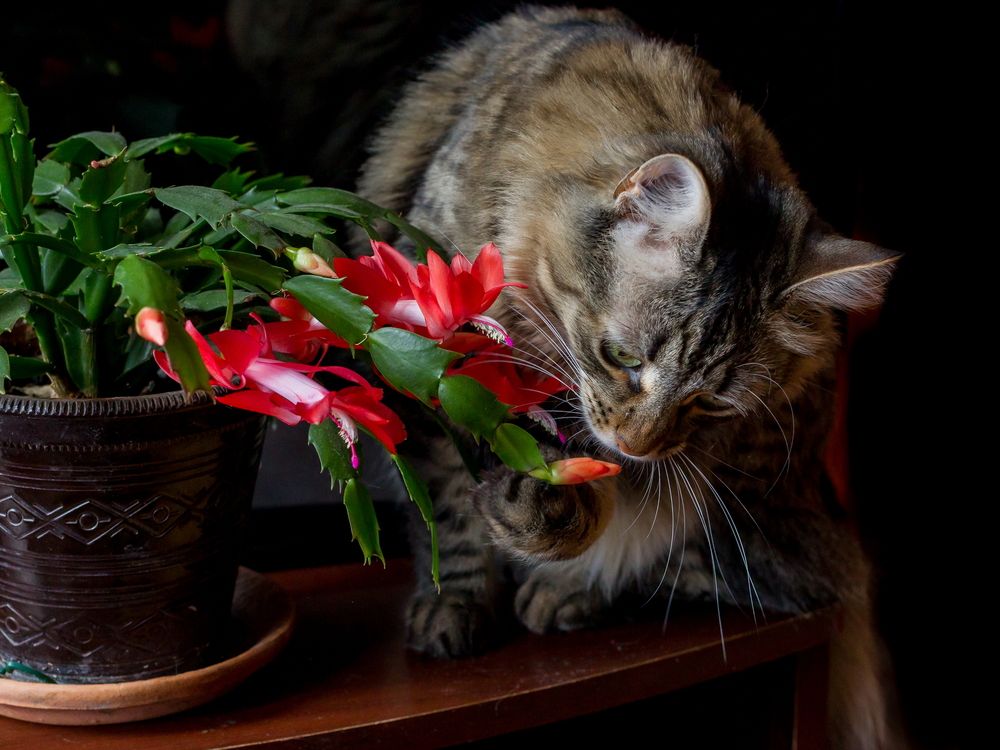 Любознательность 2