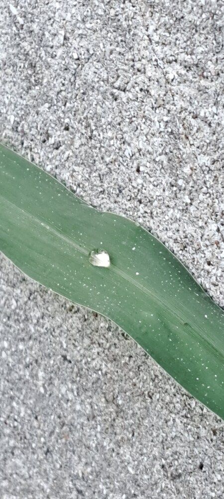 Фотография автора gustavo pecelis