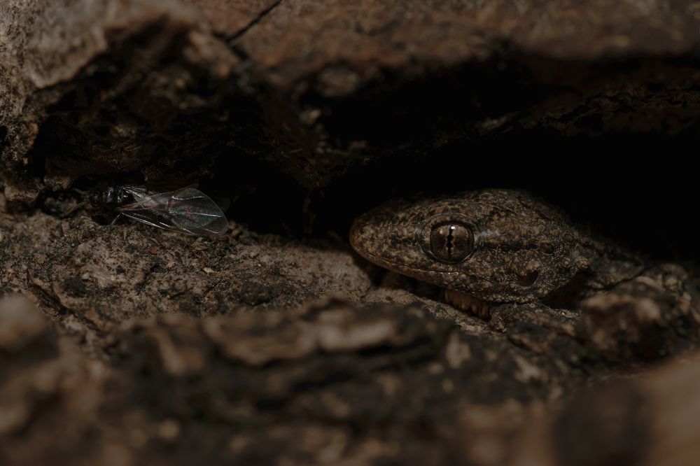 Photograph by Dino Sirica